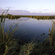 Photo of a marshland.