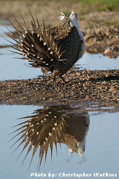 Sage-grouse with reflection