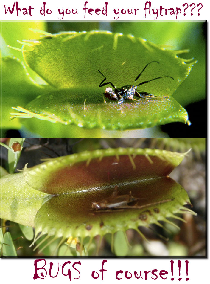 Venus Fly Traps and Bladderworts (Utricularia): The Strange…