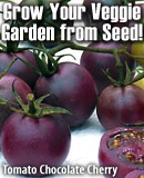 Grow Your Veggie Garden from Seed!