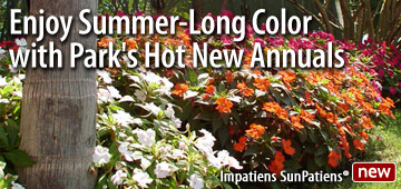 Enjoy Summer-Long Color with Park's Hot New Annuals