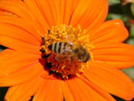 bee