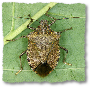 stinkbug