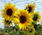 sun flowers