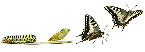 metamorphosis