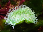 anemone 1