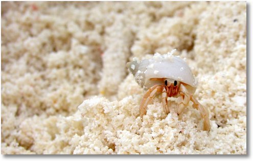 hermit crab