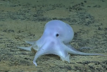 The National Oceanic and Atmospheric Administration has revealed that a remotely operated vehicle spotted a ghost-like octopod during underwater surveying off the Hawaiian islands. (AOL Screenshot)