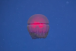 The NOAA's Okeanos Explorer mission has encountered quite a few life forms during the 2016 Hohonu Moana expedition. (AOL Screenshot)