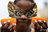 'A boy smiles as he poses with Owl butterflies during an event to launch the Sensational Butterflies exhibition at the Natural History Museum in London. REUTERS/Dylan Martinez 

Our top images of the day in our Editor's Choice gallery: http://reut.rs/1PrPck3'