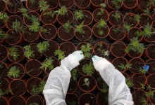 A worker tends to cannabis plants at a plantation near the northern Israeli city of Safed, in this June 11, 2012 file picture.  REUTERS/Baz Ratner/Files         