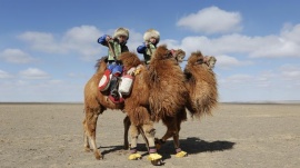 Children ride camels during Temeenii bayar, Camel Festival, in Dalanzadgad, Umnugobi aimag, Mongolia, March 6, 2016.  REUTERS/B. Rentsendorj  