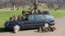 Monkeys trash car in UK safari park