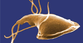 Scanning electron micrograph (SEM) depicting the dorsal (upper) surface of a Giardia protozoan