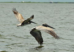 100820-G-5394S-268 Brown pelicans by Deepwater Horizon Response