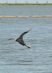 100820-G-5394S-154 Brown pelican  by Deepwater Horizon Response