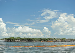 100820-G-5394S-180 Brown pelican rookery, Mangrove Island by Deepwater Horizon Response