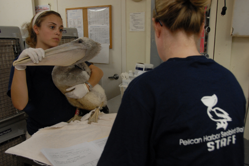 MIAMI - Amanda Dolinski, a staff member at Pelican Harbor Seabird Station in Miami, checks over one of the 45 baby pelicans that were transported to Pelican Harbor Saturday, while Kristin Castellon, the rehabilitation manager, completes the process paperwork. The pelicans, ranging in age from 5-to-10 weeks old, arrived Saturday, July 11, 2010, via a Coast Guard aircraft from New Orleans, and had been impacted in the BP Deepwater Horizon oil spill and previously cared for at Fort Jackson Bird Rehabilitation Center in Buras, La. The chicks will remain at Pelican Harbor until they can fly and be released into the wild. U.S. Coast Guard photo by Petty Officer 1st Class Krystyna Hannum.