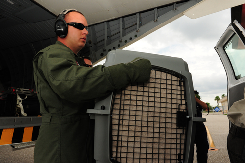 ST. PETERSBURG, Fla. -- Petty Officer 3rd Class Matt Pierce transfers caged birds from a Coast Guard Aviation Training Center Mobile, Ala., HC-144A Ocean Sentry aircraft to a van at Page Field Airport in Fort Myers, Fla., July 12, 2010. In total, 21 brown pelicans and 11 northern gannets that were found oiled near the coasts of Louisiana and Alabama were rehabilitated and then released in Southwest Florida. U.S. Coast Guard photo by Petty Officer 3rd Class Nick Ameen.