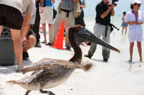 ST. PETERSBURG, Fla. -- A brown pelican prepares to take flight after being released at Gulfside City Park in Sanibel Island, Fla., July 12, 2010. Twenty-one pelicans and 11 northern gannets were rehabilitated and then transported to Southwest Florida aboard a Coast Guard aircraft after being found oiled near the coasts of Louisiana and Alabama. U.S. Coast Guard photo by Petty Officer 3rd Class Nick Ameen.