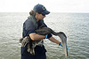 100810-G-2719B-001 - Oiled pelican recovered on Racoon Island by Deepwater Horizon Response