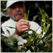 Coffee farmer Luis Garzón inspecting leaves for signs of a devastating fungus that could not survive the previously cool mountain weather.