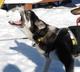 Lance Mackey seeks fifth straight win at 2011 Iditarod Trail Sled Dog Race