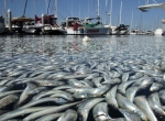 Dead fish in the harbor area of Redondo Beach