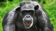 A chimpanzee, looking angry, at Taronga Zoo on May 21, 2007. 