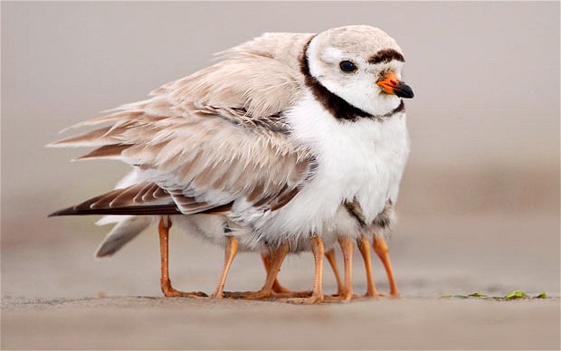 This piping plover may look like it has many legs, but it is taking its four newborns under its wing to keep them warm. Photographer Michael Milicia snapped away as the young shorebirds hid at Sandy Point State Reservation in Massachusetts, United States.