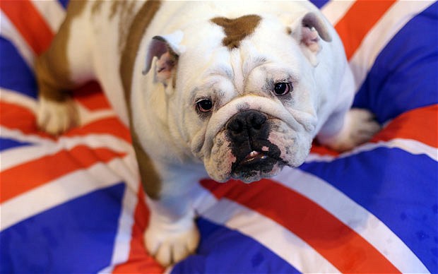 A bulldog waits to take part in the annual Crufts dog show at the NEC Arena in Birmingham