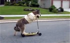 Norman the scooter-riding dog finds online fame