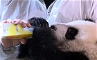Panda cubs go on show at Madrid zoo