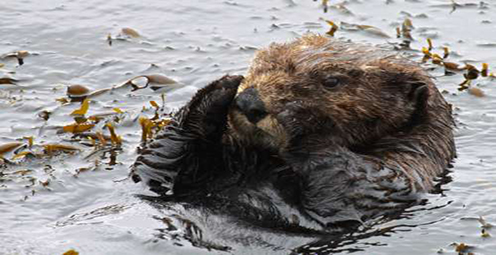 Slowly Swimming Towards Recovery, California’s Sea Otter Numbers Holding Steady