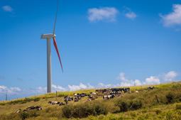Wind turbine in Hawai'i