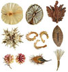 Some of the more than 3,000 photos in the U.S. National Seed Herbarium and the online database 