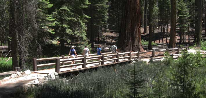 Photo of visitors walking in the Mariposa Grove in Yosemite National Park (Photo by John R. Powell)