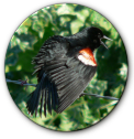 Tricolored Blackbird Portal
