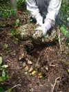 A female Burmese python (Python molurus) on her nest with eggs. Photo by Jemeema Carrigan, University of Florida. Courtesy of Skip Snow, National Park Service. Used with permission.