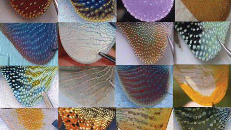 Diversity of dewlaps in Anolis lizards (journal.pone.0000274.g001)