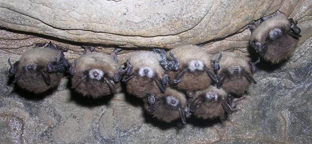 picture of bats showing signs of white nose syndrome