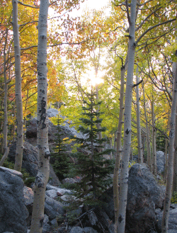 Aspens and Pines in Forest (NPS Photo)