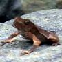 Red frog on rock