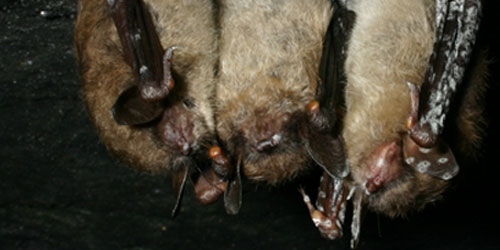 White-nose syndrome threatens the survival of hibernating cave bats in North America.