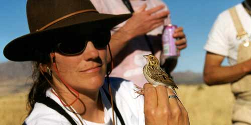 Learn more about the winter sparrow research conducted by Dr. Janet M. Ruth, USGS Fort Collins Science Center.