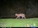 GPS-collared bobcat with prey. --Photographer: Motion triggered camera 