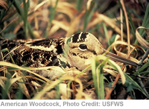 American Woodcock