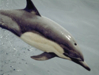 Common Dolphin - Protected Resources