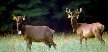 Elk in Cataloochee