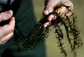 Ken Boyd holds a sample of hydrilla plants from Thurmond Lake. The plants can be host to a neurotoxin deadly to birds.   MICHAEL HOLAHAN/FILE